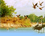 Indian Birds, Birds in Assam