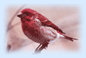 Bird, Red Indian Bird in Nainital