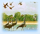 Bharatpur, Bharatpur Bird Sanctuary