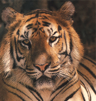 Tiger, Bandipur National Park