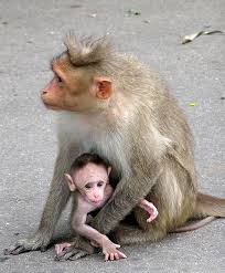 Monkey, Neyyar Wildlife Sanctuary