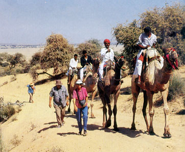 Camel Safari in Rajasthan