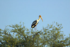 Bharatpur Bird Sanctuary, Keoladeo Ghana National Park Bharatpur