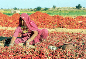 Agriculture in Rajasthan, Economy in Rajasthan