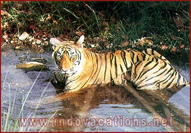 Tiger in Ranthambhore
