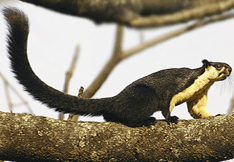 Srivilliputhur Grizzled Squirrel Wildlife Sanctuary, Tamil Nadu