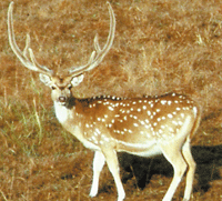 Mudumalai Wildlife Sanctuary, Tamil Nadu
