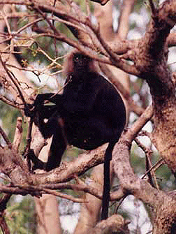 Indira Gandhi Wildlife Sanctuary, Tamil Nadu