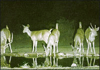 Simlipal National Park, Orissa