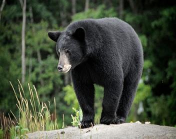 Gaur, Chinnar Wildlife Sanctuary