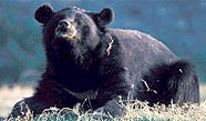 Himalayan Black Bear, Fambong Lho Wildlife Sanctuary