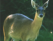 four_horned_antelope.gif