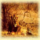 Lion, Gir National Park