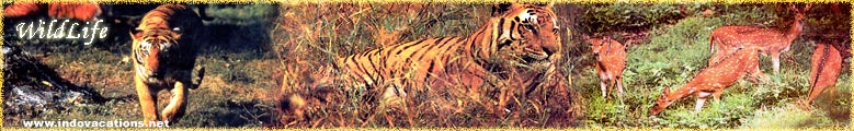 Bandhavgarh National Park, Bandhavgarh Wildlife