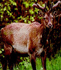 Surinsar Mansar Wildlife Sanctuary