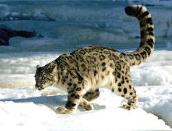 Snow Leopard, Kanchendzonga National Park