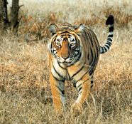 Karnataka Wildlife Sanctuaries