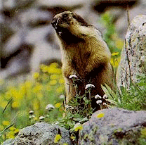 Kishtwar High Altitude National Park, Jammu & Kashmir
