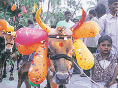 Pongal, Tamil Nadu