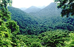 Pullumedu, Thekkady