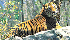 Tiger, Shendruny Wildlife Sanctuary
