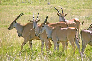 Blackbuck, Indian Wild Ass Wildlife Sanctuary