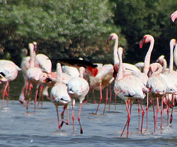 Birds in India, Flamingos in India