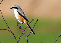 Nepal Bird Sanctuaries
