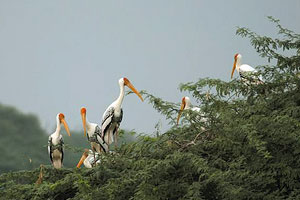 Sultanpur Bird Sanctuary India