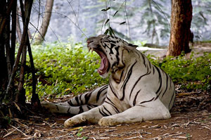 Arignar Anna Zoological Park Tamil Nadu