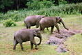 Mudumalai Wildlife Sanctuary Ooty