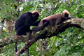 Neyyar Wildlife Sanctuary Kerala