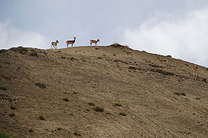 Wildlife in Ladakh, Ladakh Wildlife