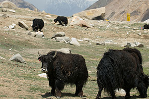 Yaks Ladakh