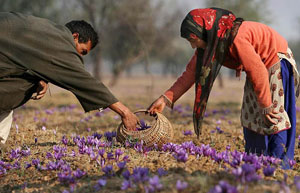 Saffron Kashmir