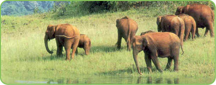 Idukki Wildlife Sanctuary Kerala