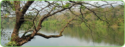 Thattekkad Bird Sanctuary Kerala
