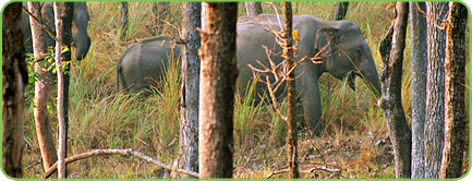 Wayanad Wildlife Sanctuary Kerala