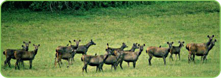 Kerala Wildlife Sanctuaries