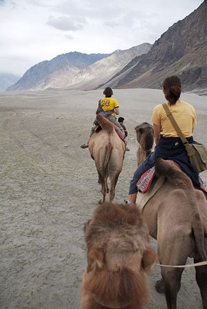 Camel Safari in Ladakh, Ladakh Camel Safari
