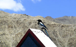 Birds in Ladakh