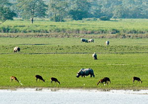 Kaziranga National Park Assam