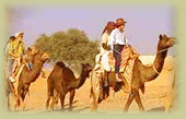 Camel Safari, Camel Safari in Khuri