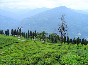 Temi Tea Garden Ravangla