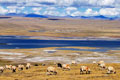 Nagqu Tibet
