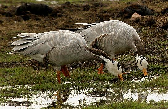 Keoladeo Bird Sanctuary