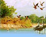 Indian Birds, Birds in East India