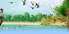 Bird Watching Tours, Bird Watching in Himachal