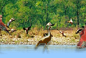 Bird Watching Tour, North India Bird Watching Tour