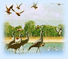 Bird Watching Tour, Kerala Bird Watching Tour